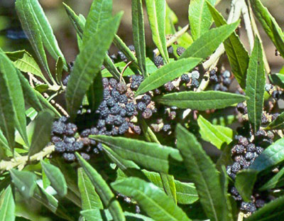 bayberry wax myrtle bayberry wax myrtle